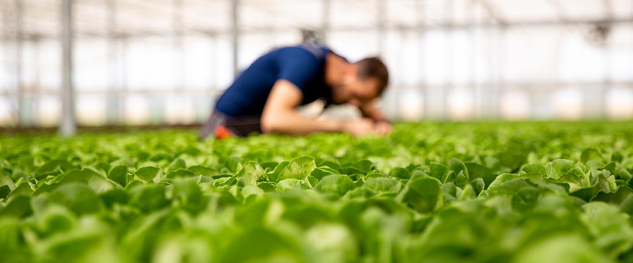 Worker in a modern greenhouse looking at salad crop
