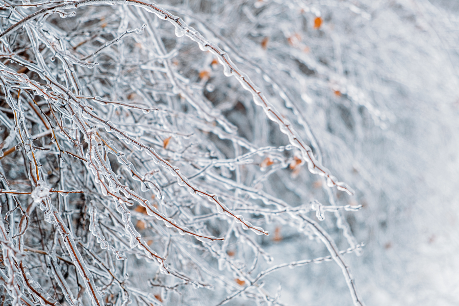 Frozen tree branch in winter city