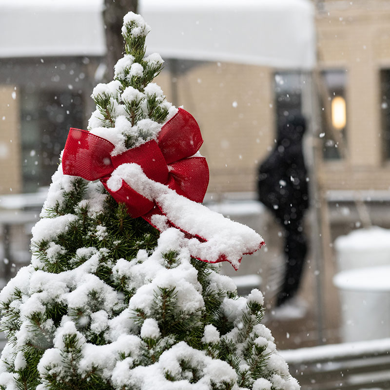 Evergreen tree, topped with a red bow, in the snow in front of Margaret Morrison.