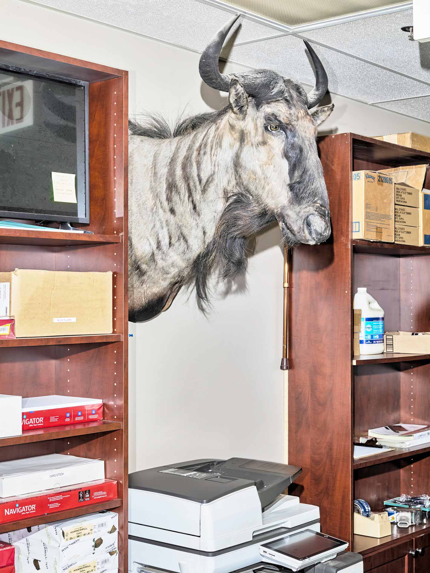 A taxidermied wildebeest head above a copier and between two particle board bookcases in an office.