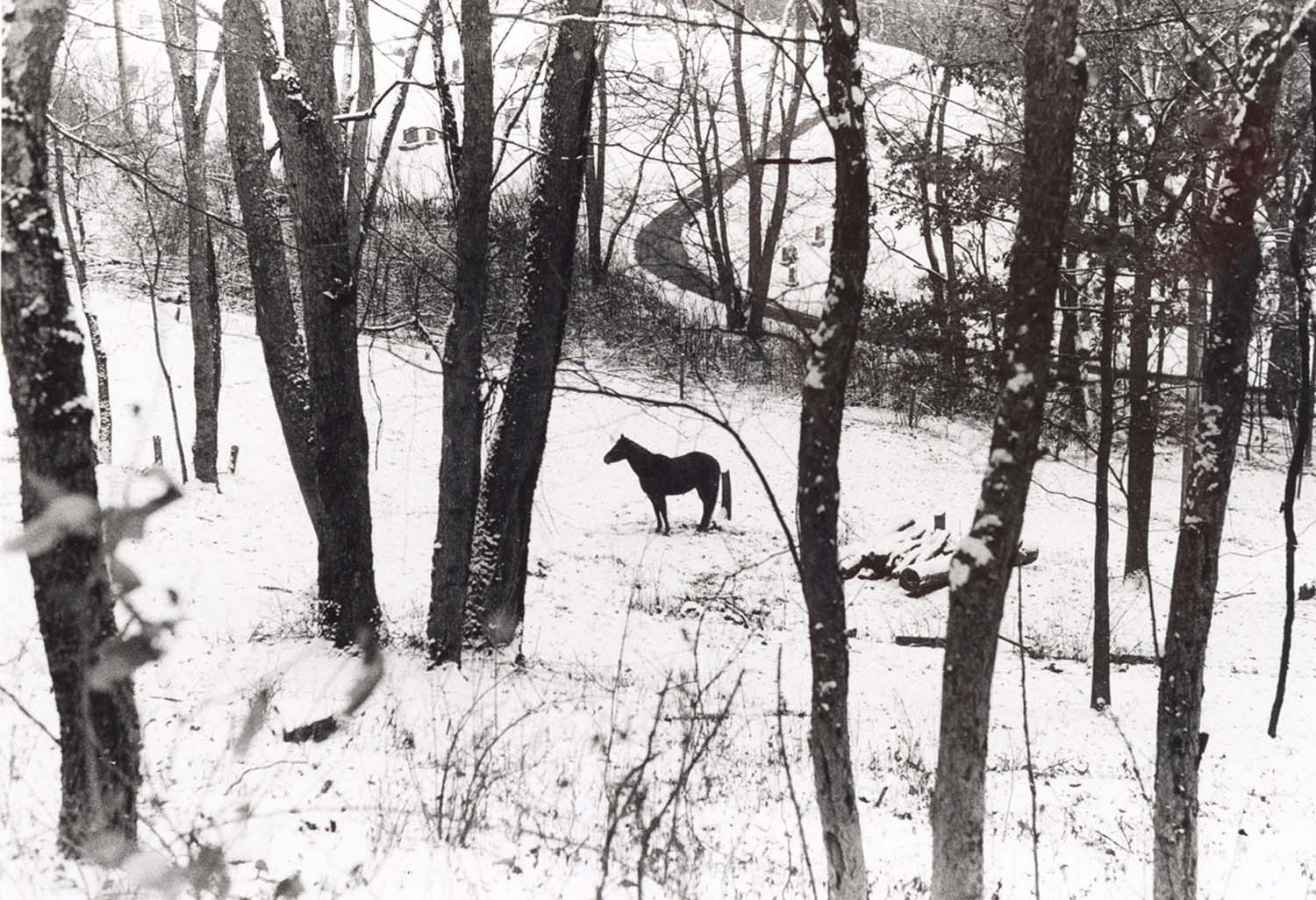 A horse standing in a snowy wooded clearing, with road that has been cleared of snow in the background.