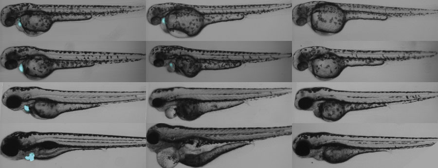 Zebrafish larvae expressing FAP in the heart are treated with a normal fluorogen (left) or the targeted, activated photosensitizer (TAPS-right)