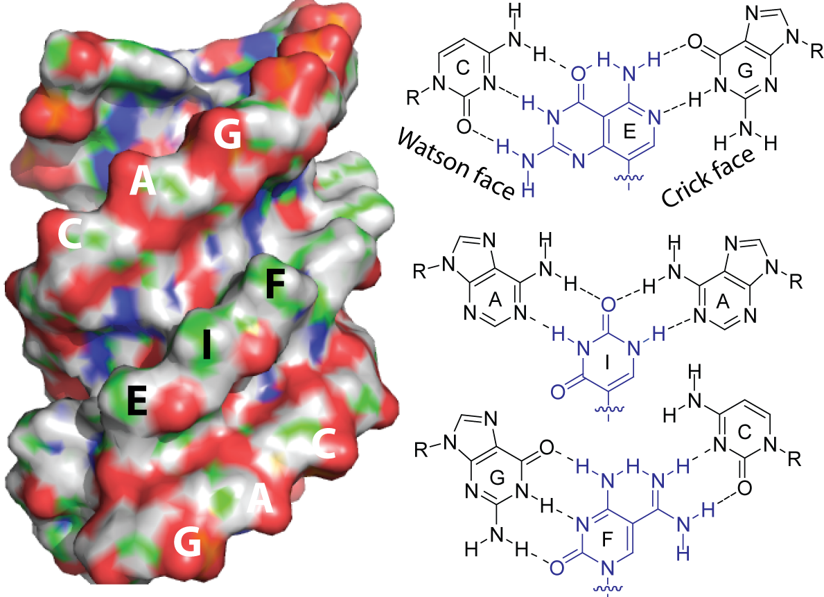 The Janus PNA molecule can invade and bind to both sides of the hairpin loop. Researchers hope that this could prevent proteins from collecting within the loop.