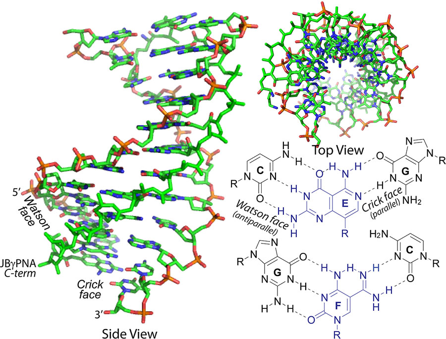 Diagram of how PNA can invade double helical DNA and RNA