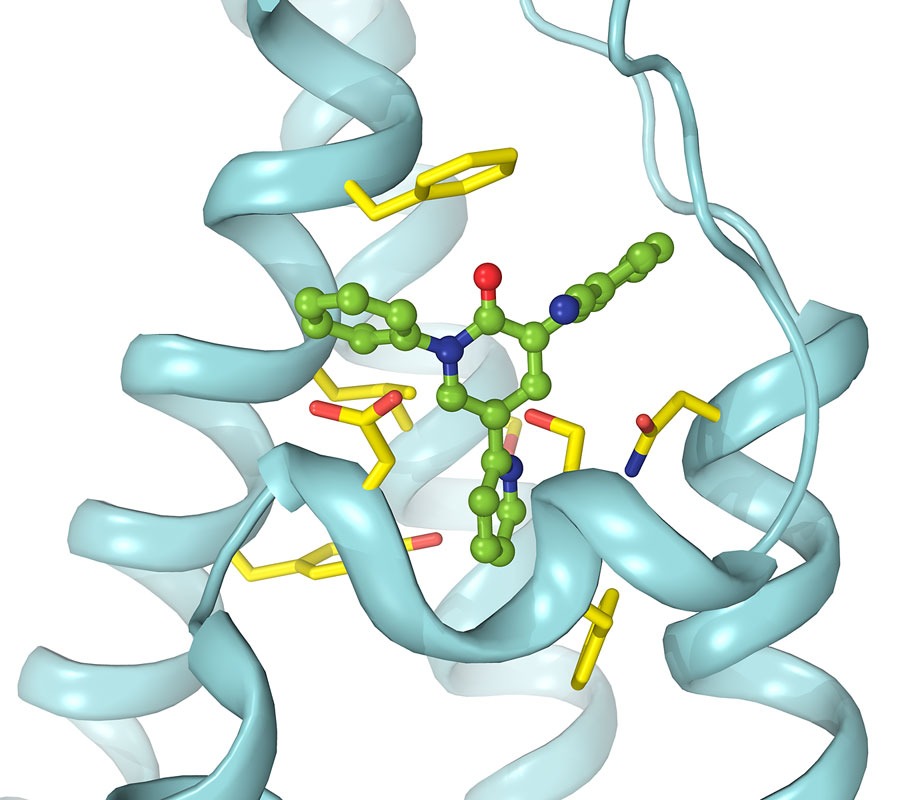 Close-up of Perampanel binding site. (Credit: Laboratory of Alexander Sobolevsky, PhD/Columbia University Medical Center)
