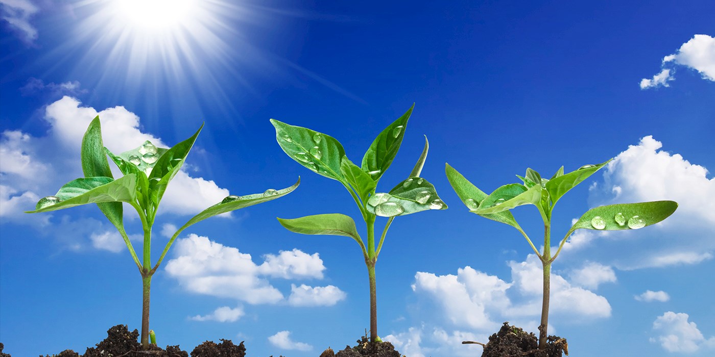 photo of plants, sun and blue sky