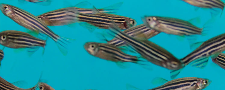 zebrafish