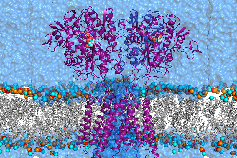 diagram of a membrane with ion channel