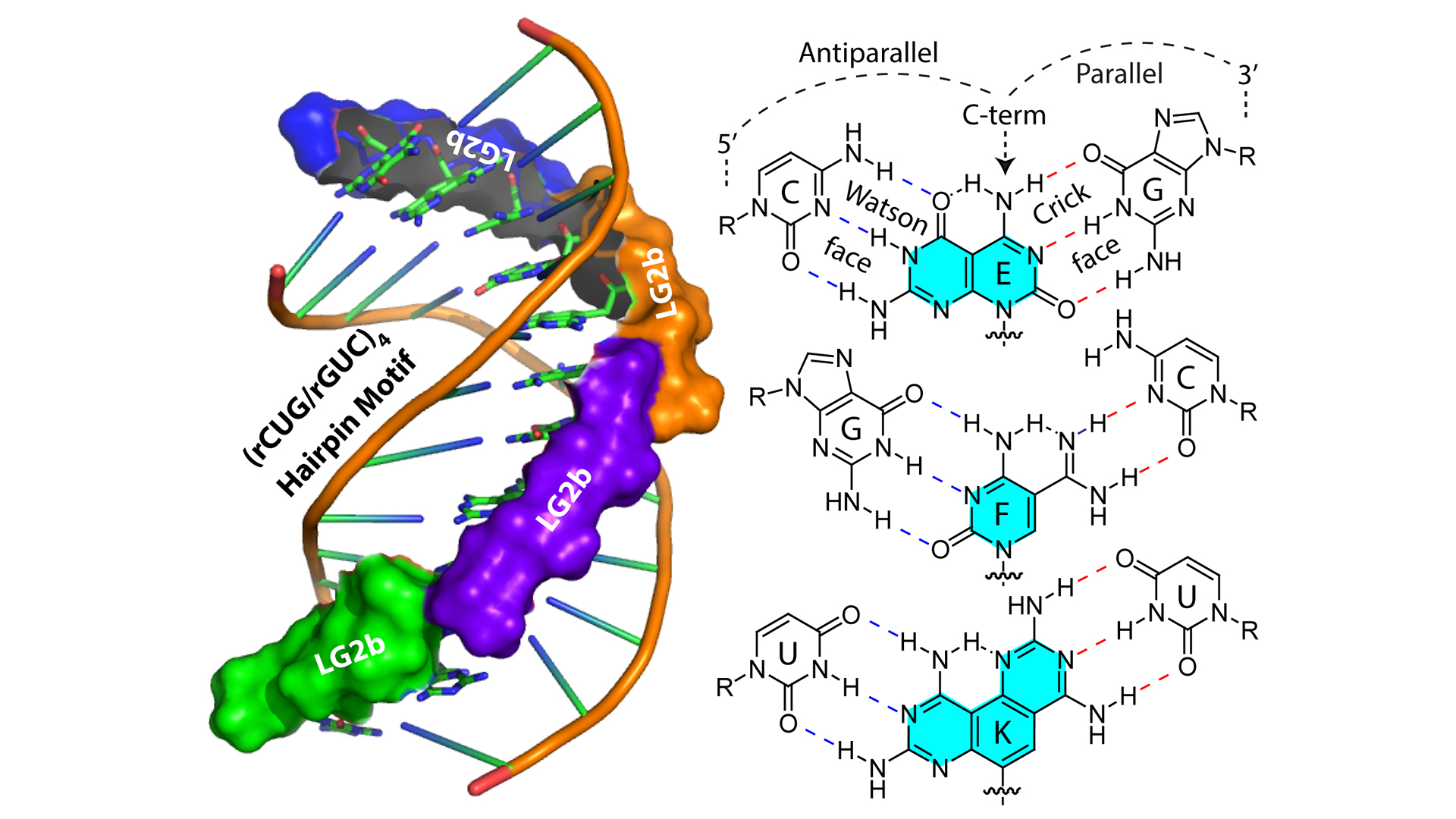 Computer-generated image of a double helix with the ligand inside the helices (left) and a molecular outline of the helix