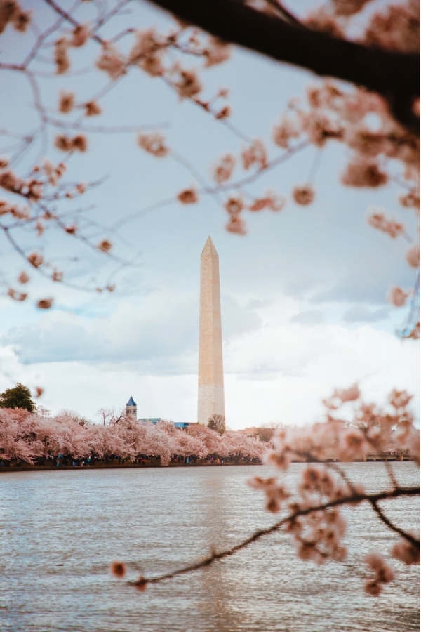 Washington, DC, cherry blossoms