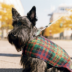 Scottish terrier Scotty, CMU's mascot.