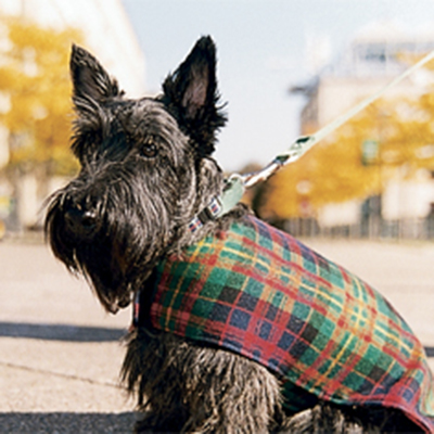 a photo of a scottie dog