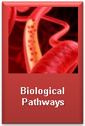 biological pathways