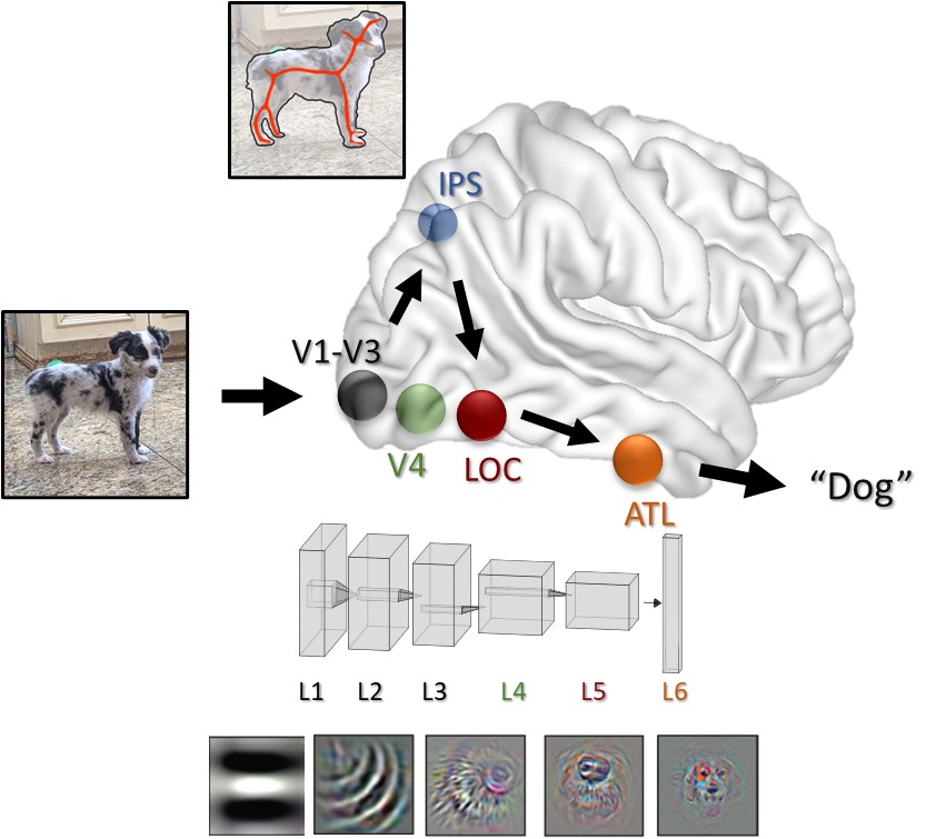 docnet_schematic.jpg