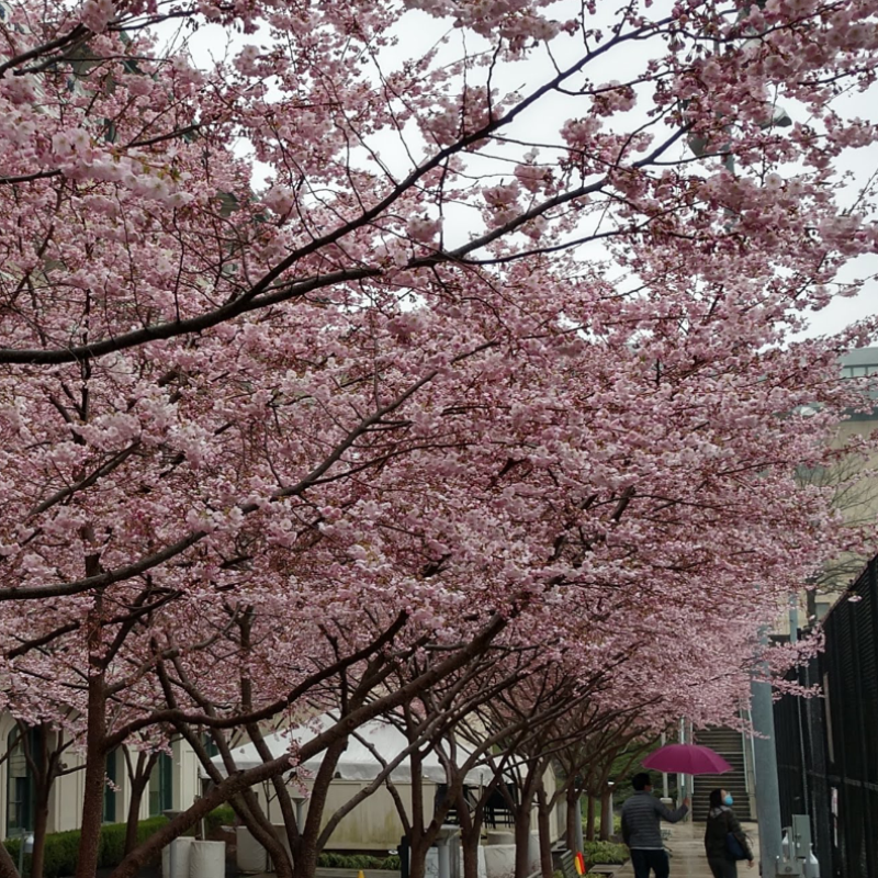 Picture of Cherry Blossoms at Carnegie Mellon University