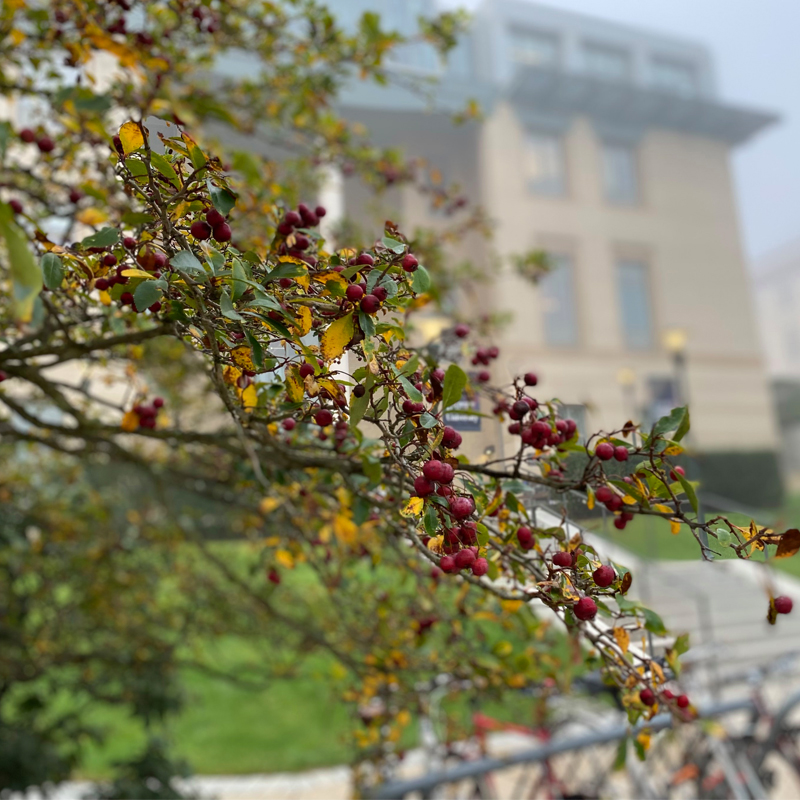 picture of red buds on a tree outside of Posner Hall