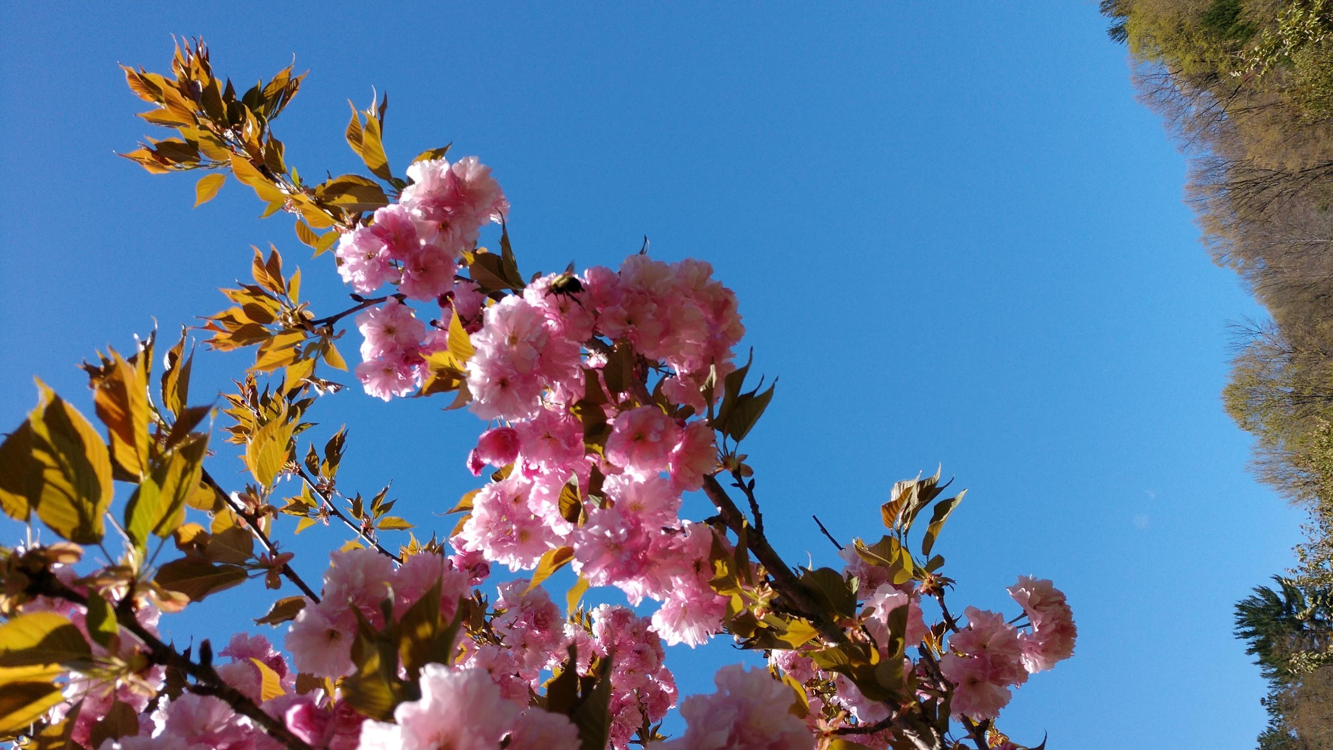 Image of a Kwanzan cherry blossom tree blooming