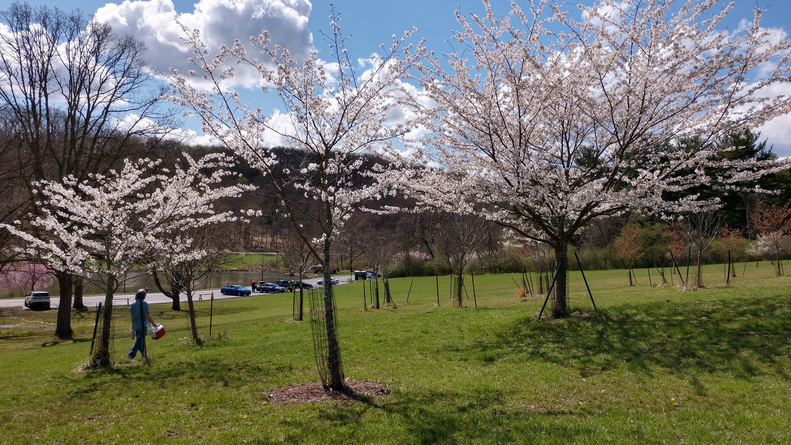 Blooming Yoshino cherry trees in Pittsburgh's North Park.