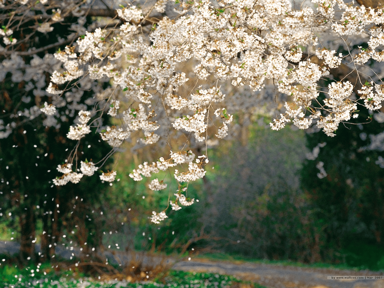 kojiro-cherry-blossoms-min.png