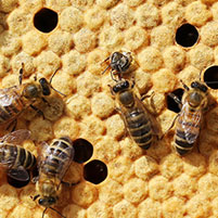 Linking Political Buzz With Honeybees’ Search for New Hive