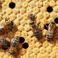 honeybees on honeycomb