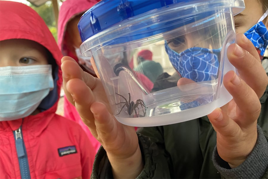 Children wearing masks, looking at a spider