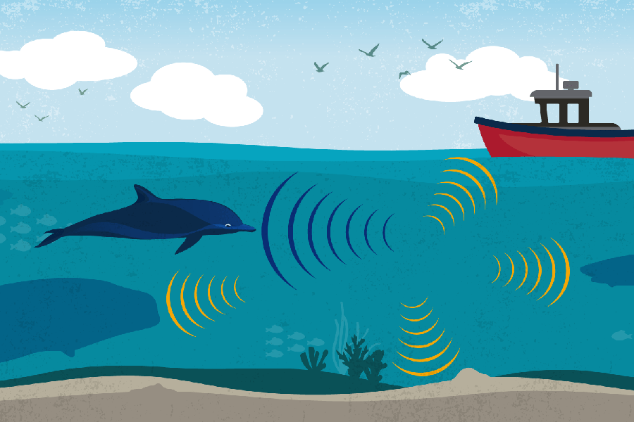 An illustration of a dolphin using echolocation