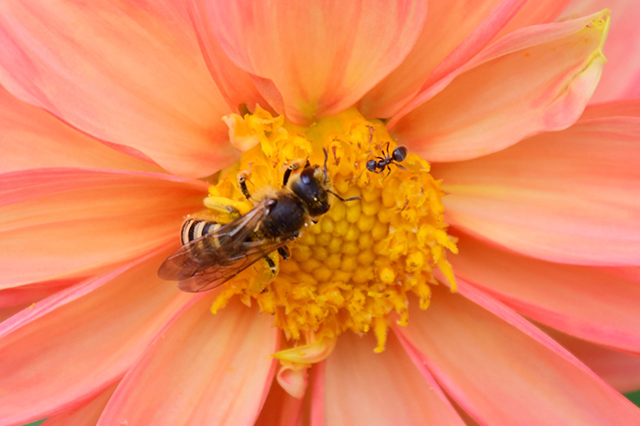 Ant and Bee on Flower