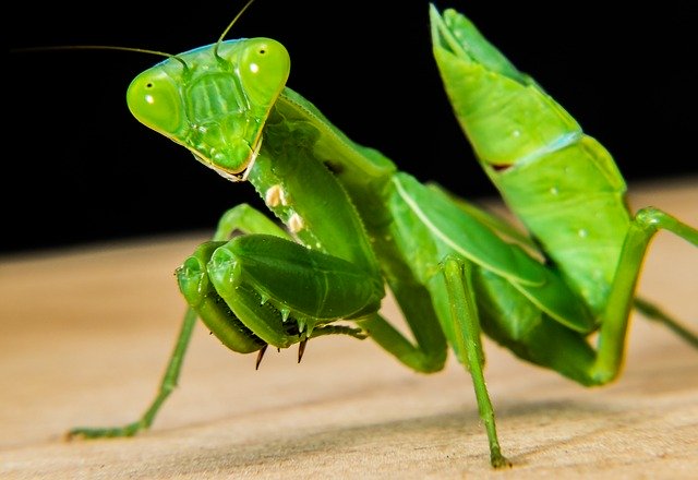 Praying Mantis