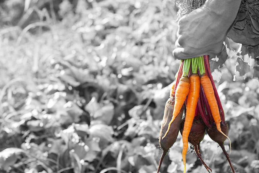 Black and white image of a man's hand holding colored carrots