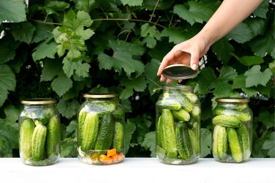 vibrant jars of homemade pickles with hand placing a lid on one of the jars