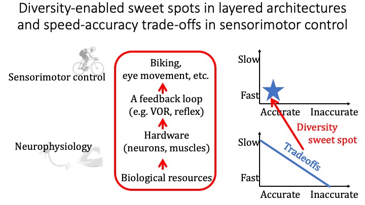 Diversity-enabled sweet spot in layered architectures and speed-accuracy tradeoffs in sensorimotor control