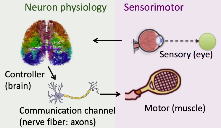 neuroscience.png