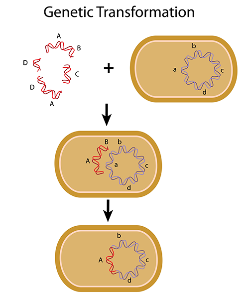 bacterial transformation