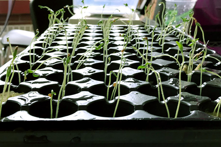 vertical agriculture 