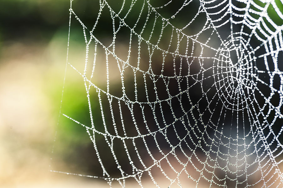 Professor Shen's polymer nanofiber is inspired by spider silk