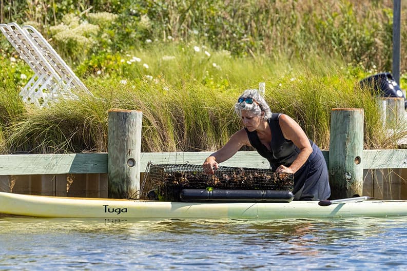 Betty Rexrode harvesting oysters