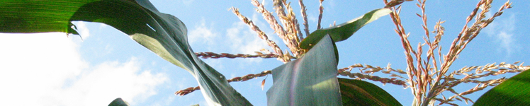 Biomass Resources