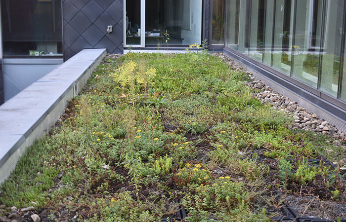 detail fo green roof plants