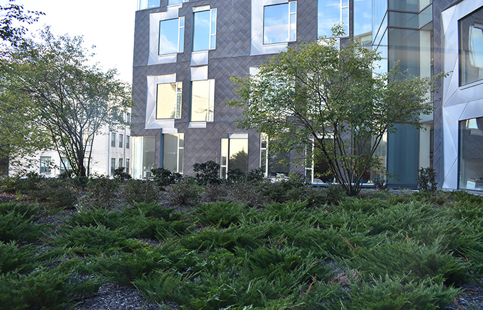 vegetation on 5th floor green roof