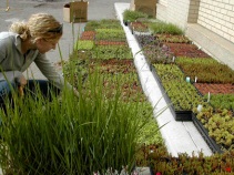 hamerschlag hall green roof