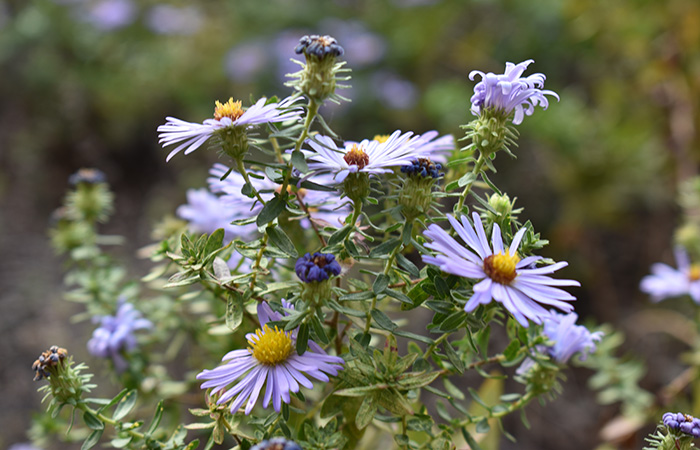 close up of flowers