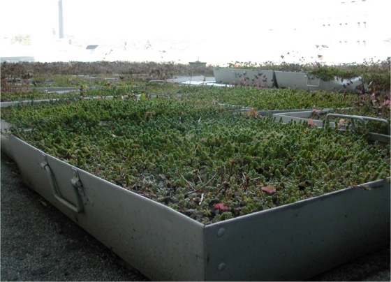 hamerschlag hall green roof