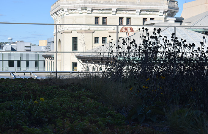 green roof plantings in shadow