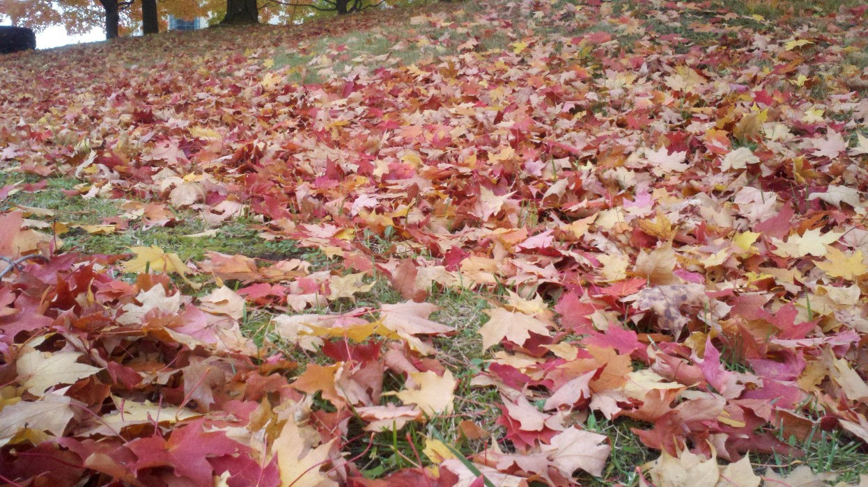 Warner Hall Fall Maple Leaves