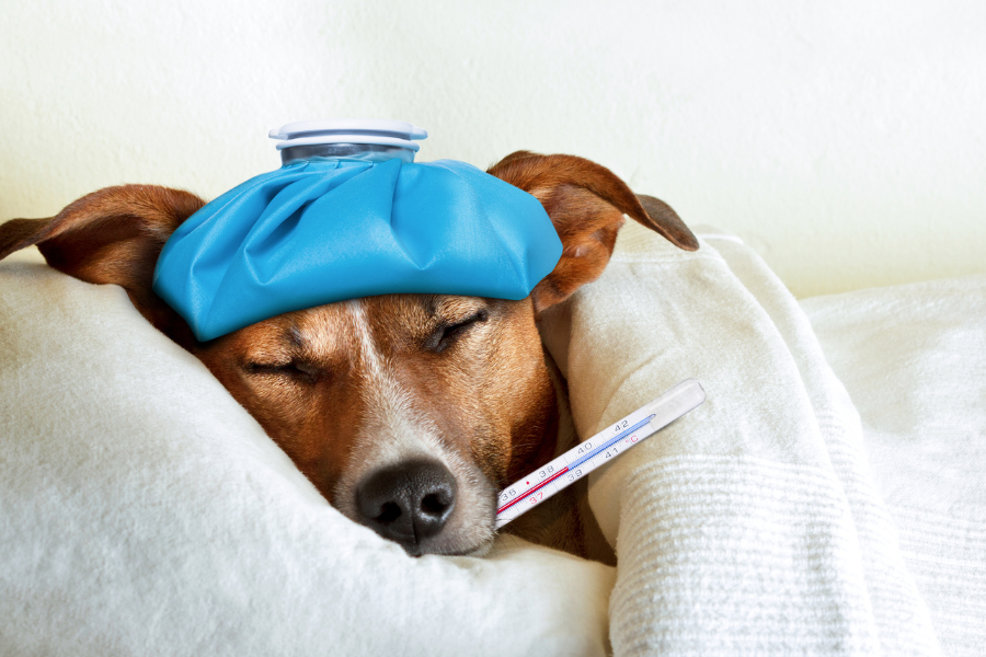 a dog laying in a bed with a thermometer in its mouth and ice bag on its head