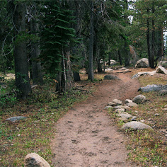 Trail in the Forest