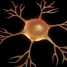 Neuron