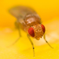 fruit fly