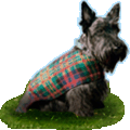 Scottish terrier